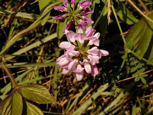 {Coronilla varia}